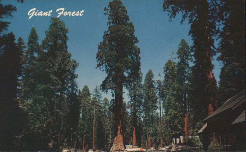 Giant Forest, Sequoia National Park California Ray Foster