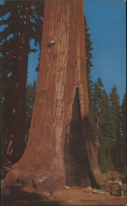 Sentinel Tree, Sequoia National Park California