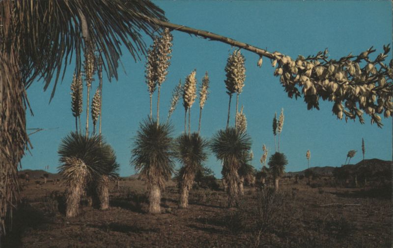 Desert Yucca, Spanish Bayonet, Our Lord's Candlestick