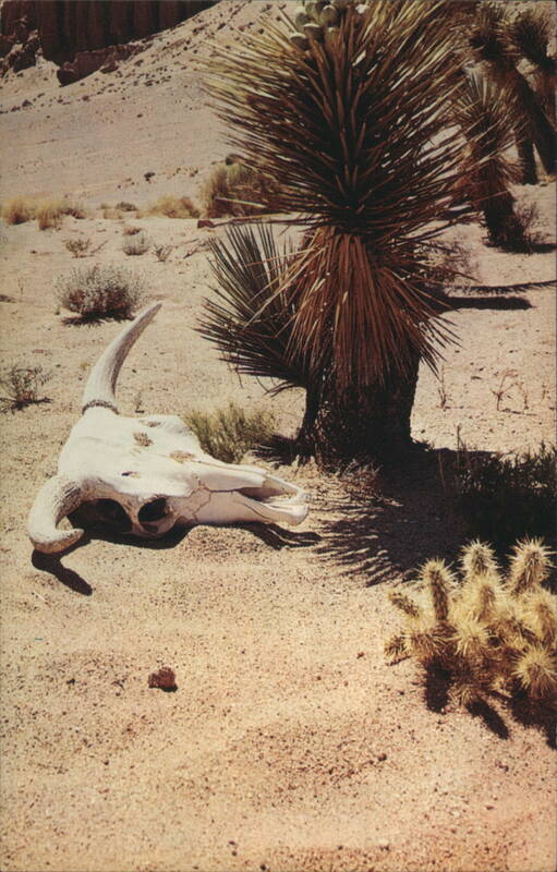 On The Western Desert: Cow Skull and Joshua Tree Free Lance Photographers Guild, Inc.