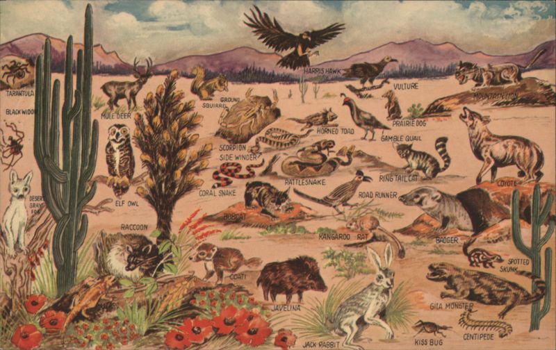 Wildlife of the Desert, Great Southwest Multiple Animals
