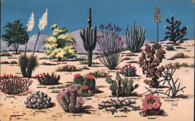 Cacti and Desert Flora of The Great Southwest Phoenix Arizona