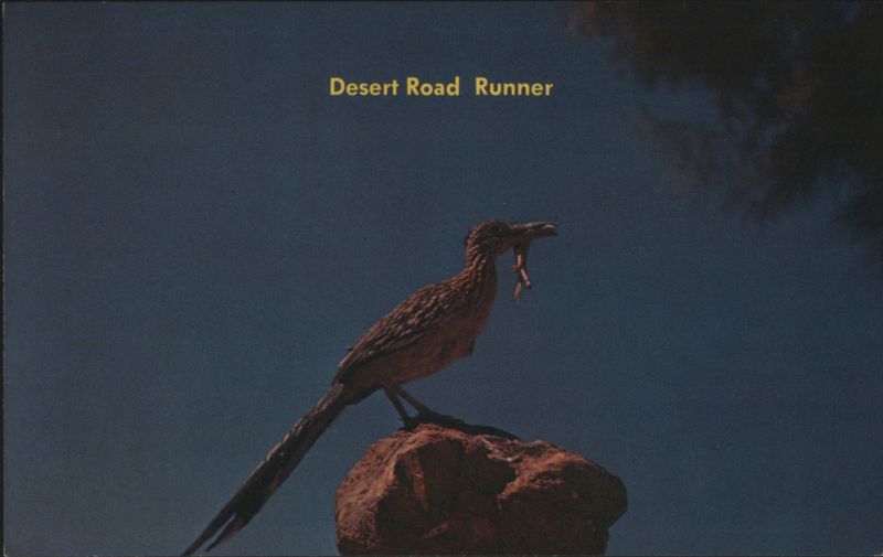 Desert Road Runner with Lizard Bill Bass Birds