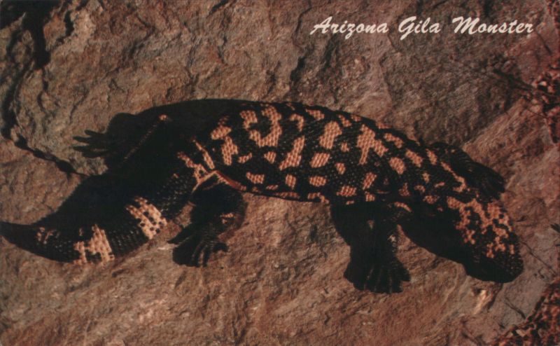 Arizona Gila Monster Ray Foster Colorphoto