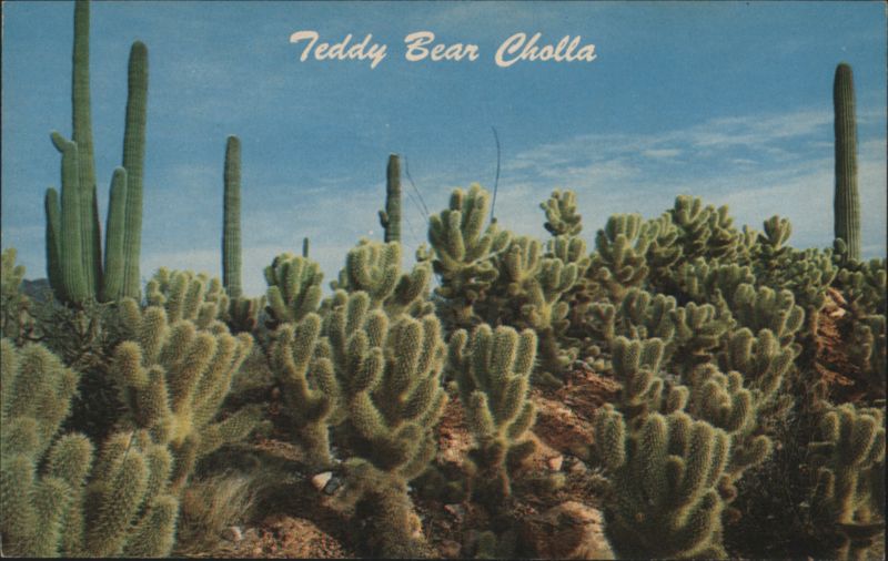 Teddy Bear Cholla Cactus Phoenix Arizona Stan Davis