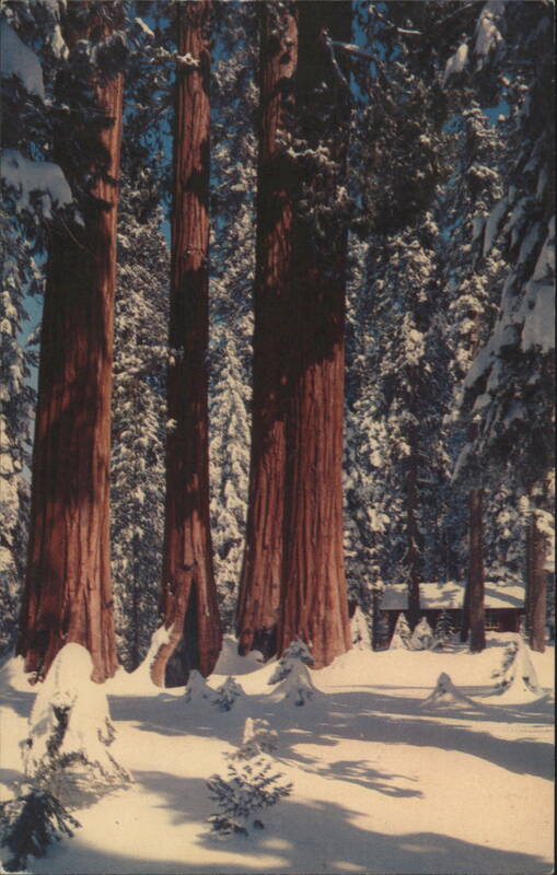 Giant Sequoias in Winter, Sequoia National Park California