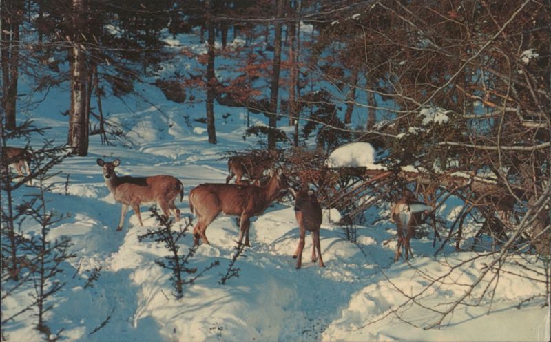 DEER ON THE ALERT Free Lance Photographers Guild, Inc.