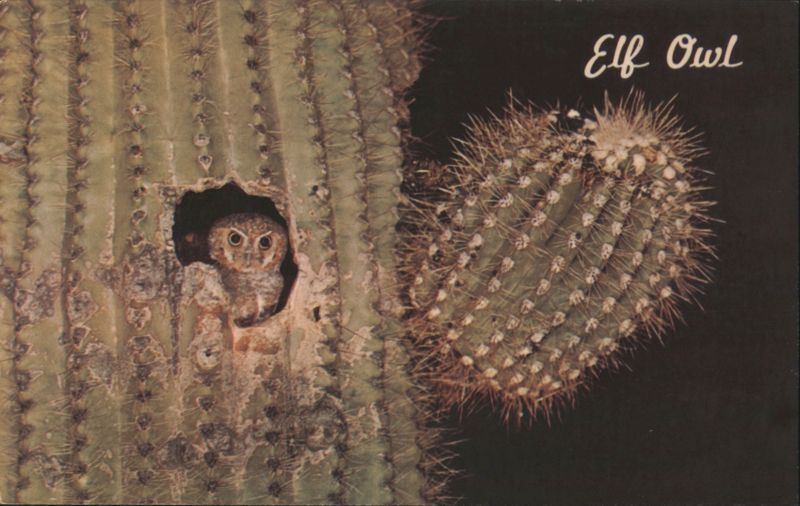Elf Owl in Saguaro Cactus Phoenix Arizona