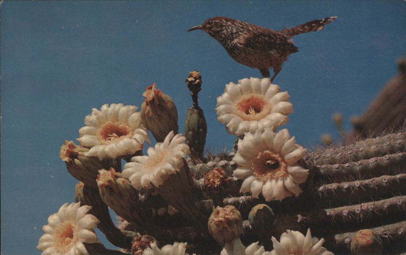 Cactus Wren on Saguaro Blossoms, Arizona Phoenix