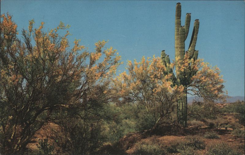 Palo Verde Trees and Saguaro Cactus in the Desert Phoenix Arizona