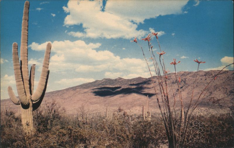 Saguaro Cactus and Ocotillo with Distant Mountains
