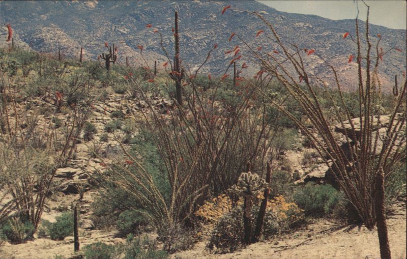 Ocotillo Cactus in Bloom, Southwest Desert Scene Stan Davis