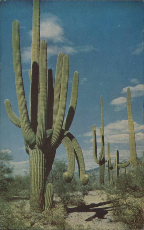Saguaro Cacti, Arizona Desert Phoenix