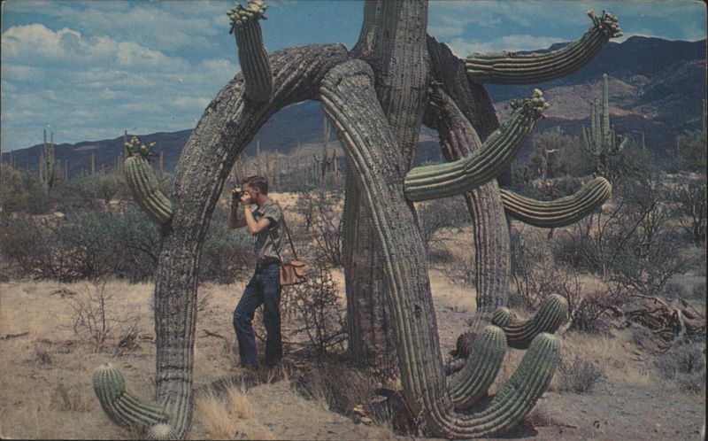 Man Photographing Unusually Shaped Saguaro Cactus, Arizona Phoenix