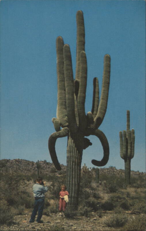 Giant Saguaro Cactus, Arizona Desert