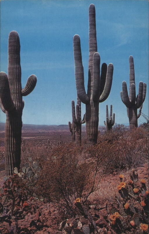 Saguaro Cacti and Prickly Pear Blooms in Desert Hubert A. Lowman