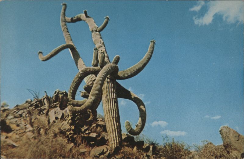 Saguaro Octopus, Arizona Desert George Migny