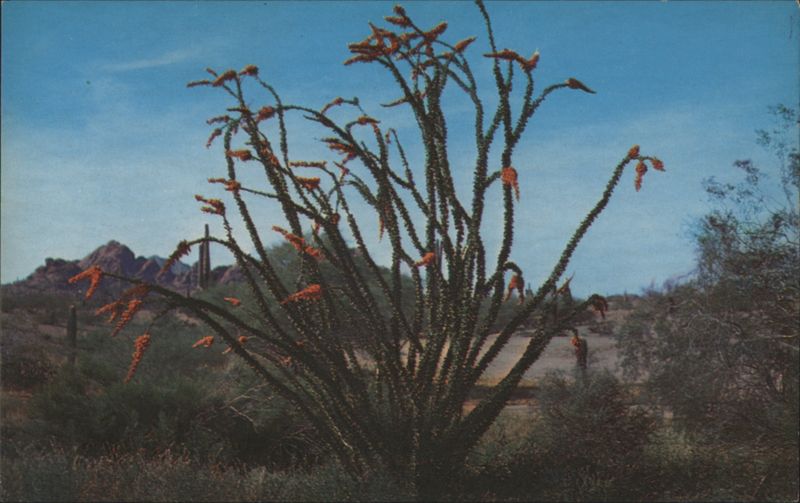 Ocotillo Plant with Fire-Red Blossoms Charles Conley