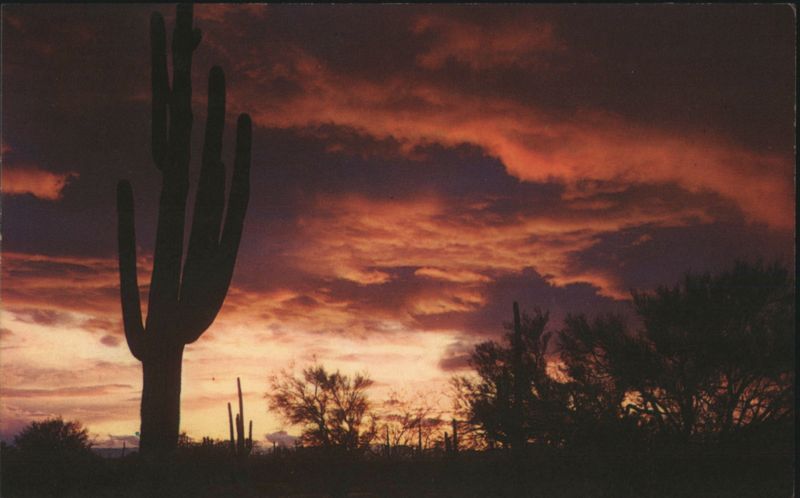 Desert Sunset with Saguaro Cactus Silhouette Phoenix Arizona