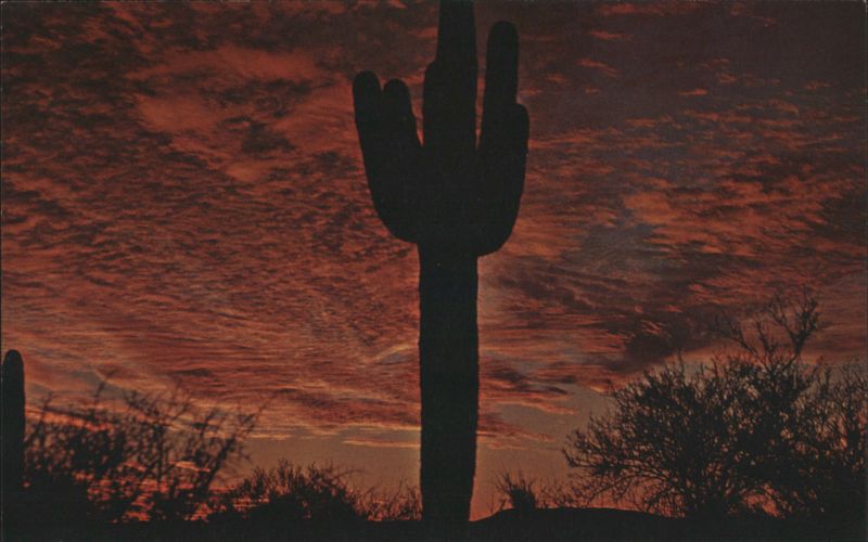 Arizona Sunset with Saguaro Cactus Silhouette Bill Bass