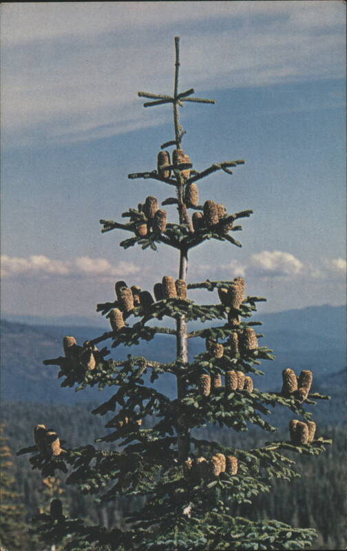 Conifer Tree Laden with Cones Trees