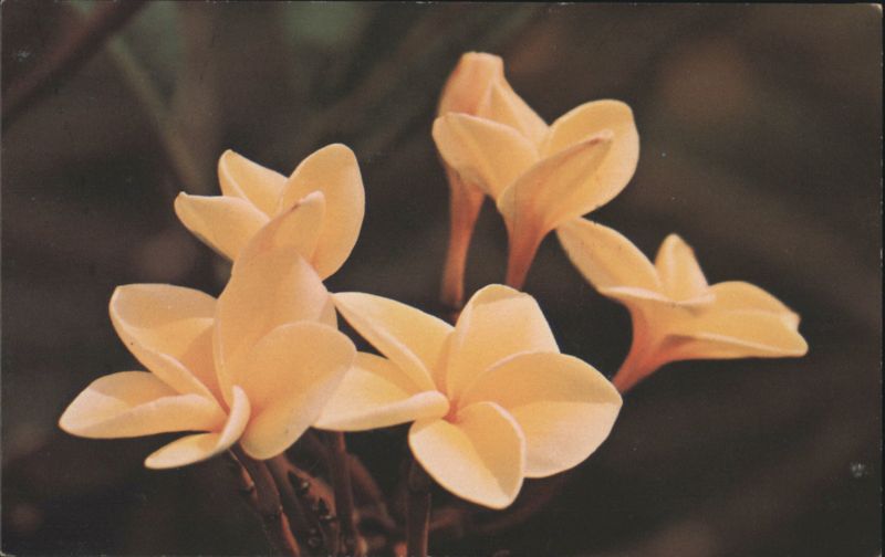 Yellow Plumeria Flowers ROBERT WENKAM