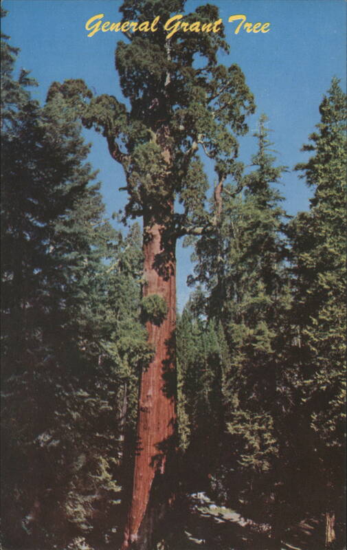 General Grant Tree, Kings Canyon National Park California