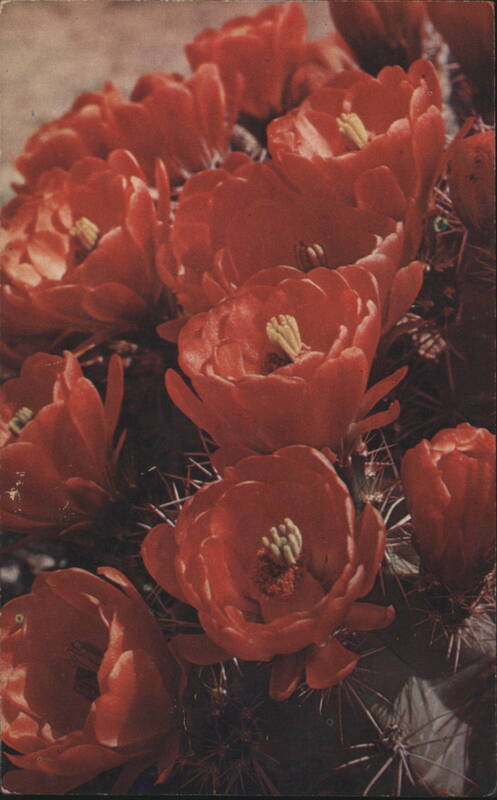 Red Cactus Blossoms McAllen Texas