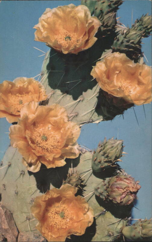 Common Prickly Pear Cactus, Opuntia Engelmannii R. C. PROCTOR