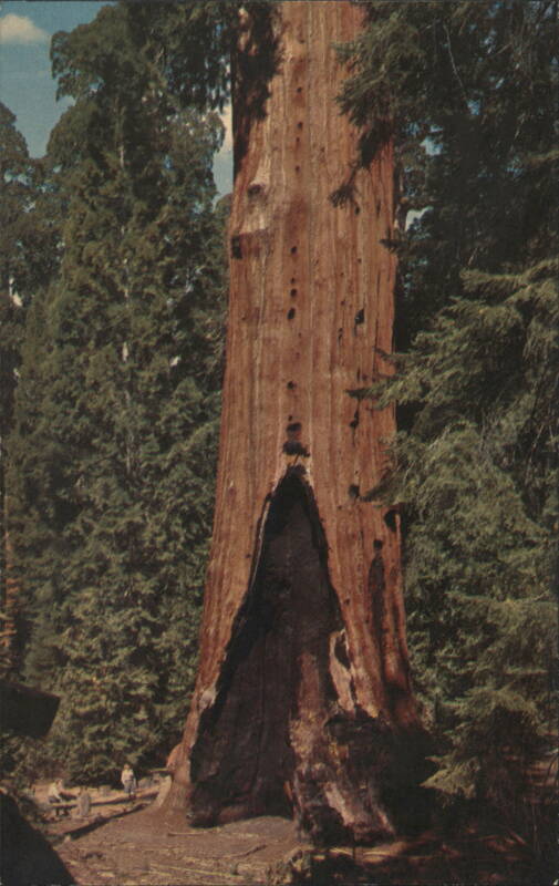General Grant Tree, Kings Canyon National Park, California