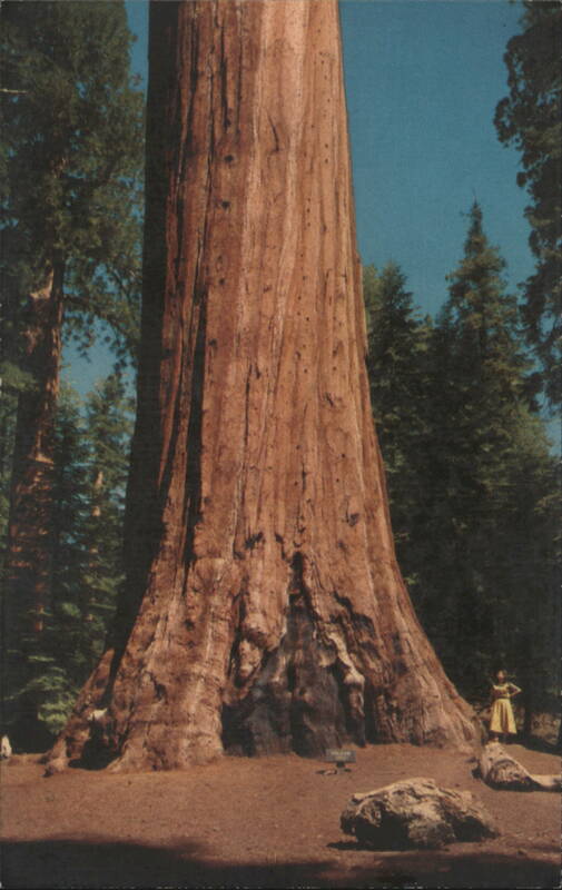 Oregon Tree, Kings Canyon National Park, California