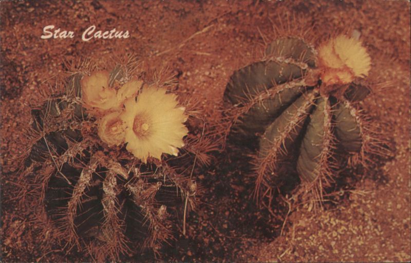 Star Cactus (Astrophytum ornatum) Phoenix Arizona Bob Van Luchene