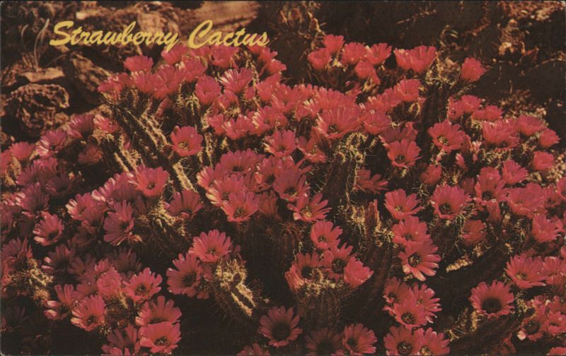Strawberry Cactus in Full Bloom John White Cactus & Desert Plants