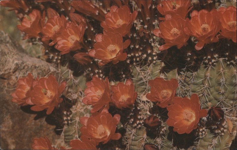 Claret Cup Cactus in Bloom Cactus & Desert Plants