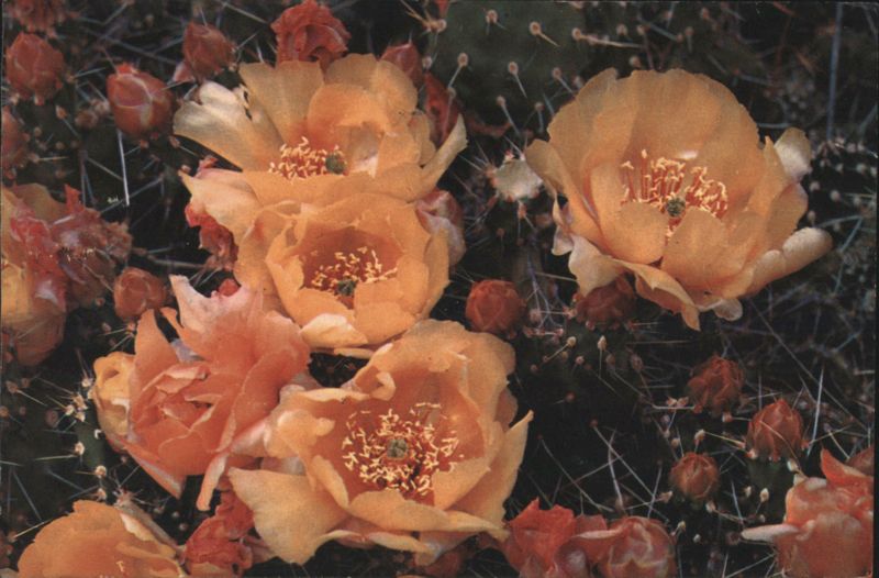 Prickly Pear Bush Cholla Cactus Flowers Knight Cactus & Desert Plants