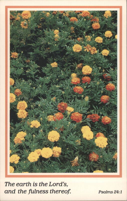 Marigolds, The Earth is the Lord's Flowers