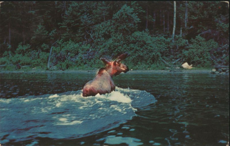 Moose Swimming in Water Deer