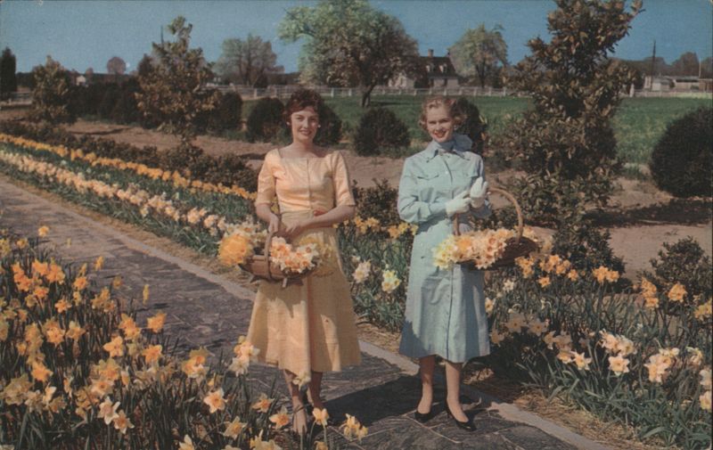 Little England Daffodil Farm, Gloucester, VA Virginia