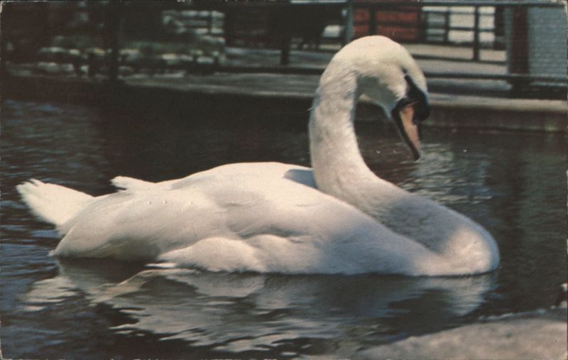 White Swan Swimming Birds