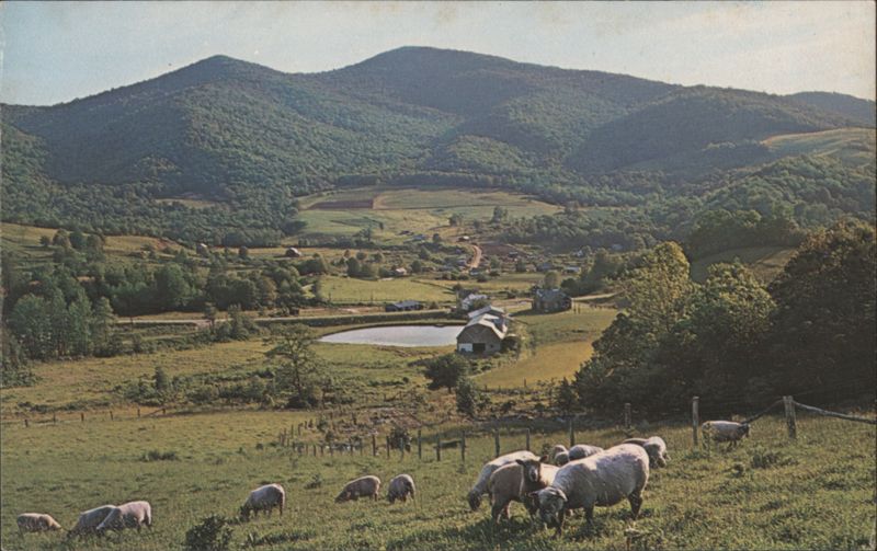 Sheep Grazing in Blue Ridge Mountains, Western NC North Carolina