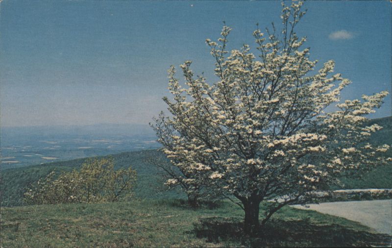 Dogwood in the Blue Ridge Mountains, Virginia Elmer L. Smith