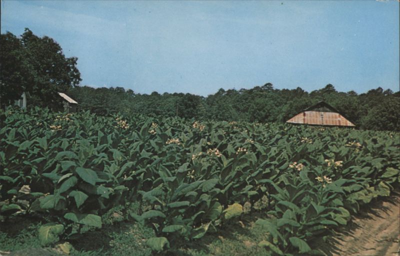 Tobacco Field in Blossom Farming