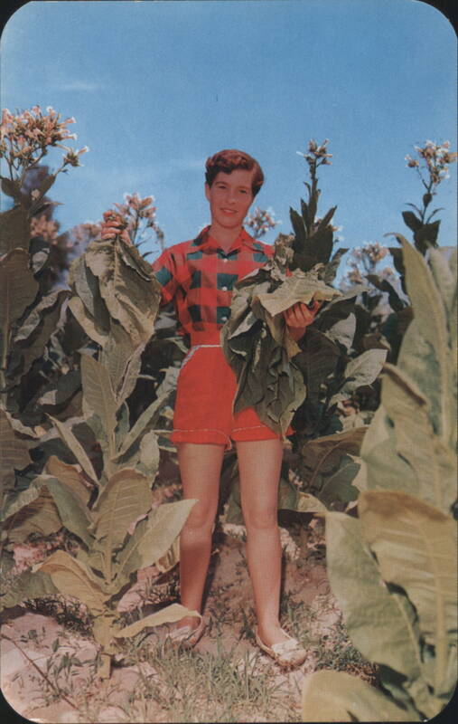 Virginia Maiden Harvesting Tobacco Leaves Roanoke Photo