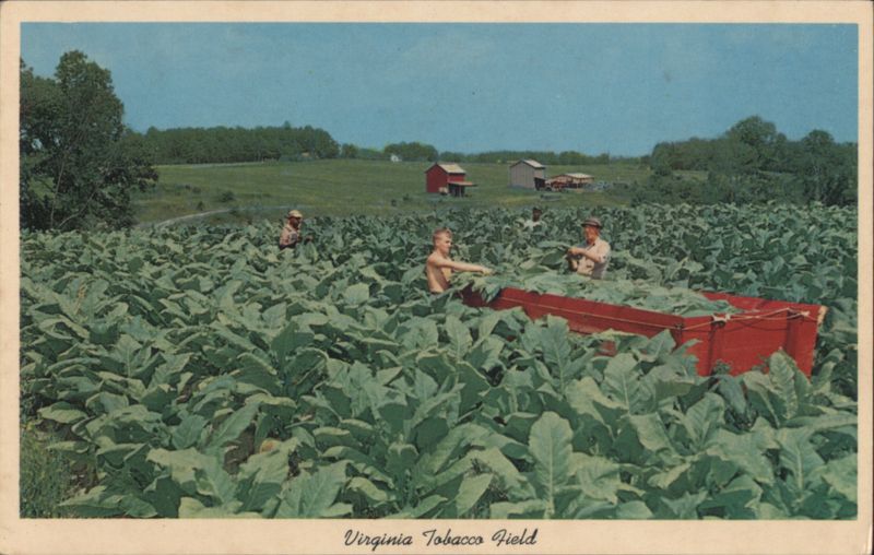 Virginia Tobacco Field, Harvesting Bright Tobacco