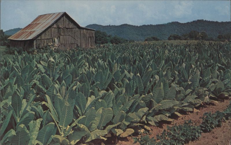 Tobacco Field Ready for Harvest with Barn Joyce Haynes