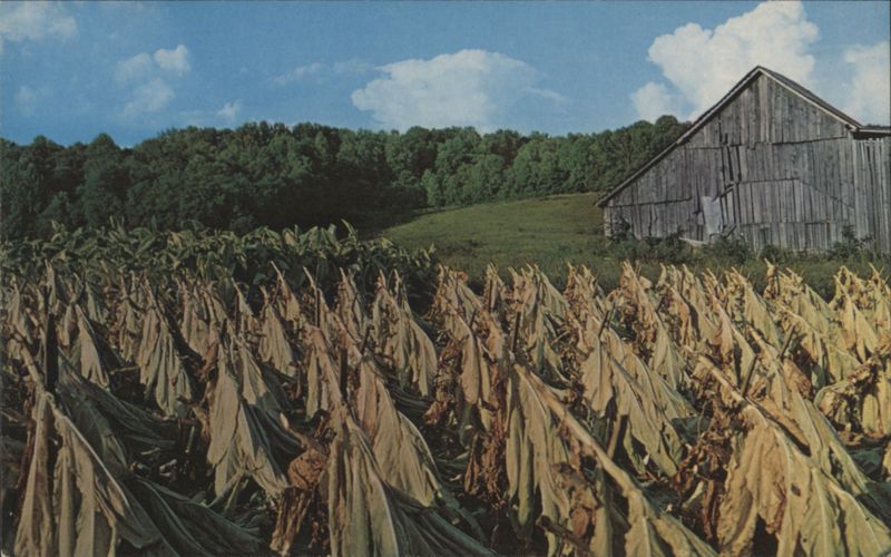 Harvesting Tobacco, Drying Leaves in Field Joyce Haynes