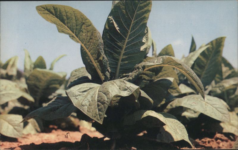 Tobacco Plant Growing in Field Bob Taylor
