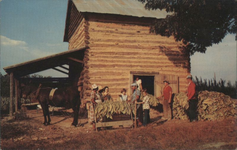 Stringing Tobacco at Harvest Time Farming