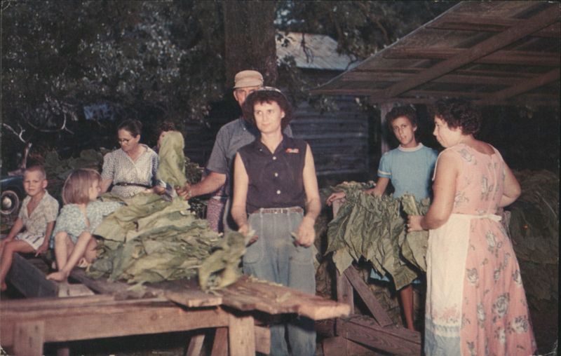 Family Stripping Tobacco Leaves Farming