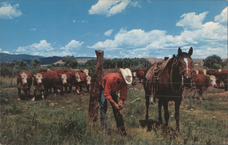 Cowboy Repairing Fence, Whiteface Cattle Grazing Free Lance Photographers Guild, Inc.
